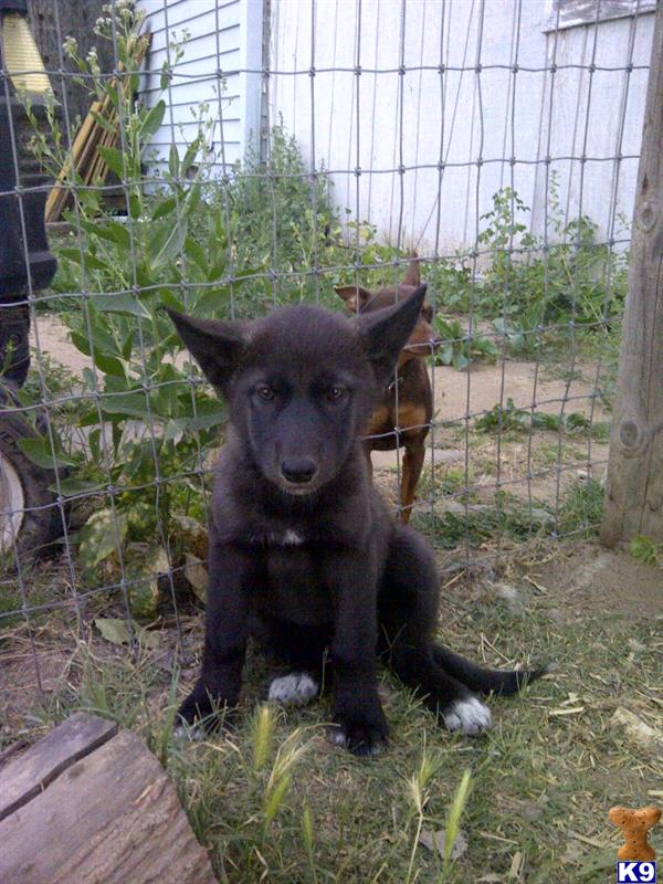 Wolf Dog Puppies
