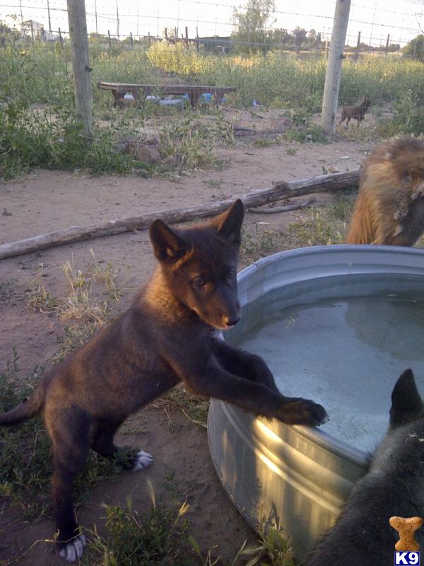 Wolf Dog Puppies