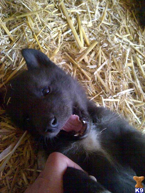 grey wolf puppies for sale wolf puppy for sale blue fawn grey and black phase wolf puppies 6 years grey wolf puppies for sale wolf puppy for sale blue fawn grey and black phase wolf puppies 6 years