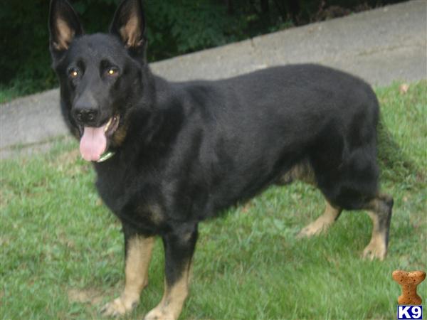 Dogs for Sale in NC