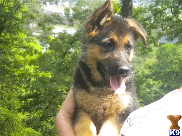 German Shepherd Puppies in NC