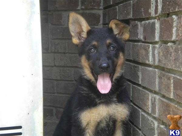 German Shepherd Puppies in NC