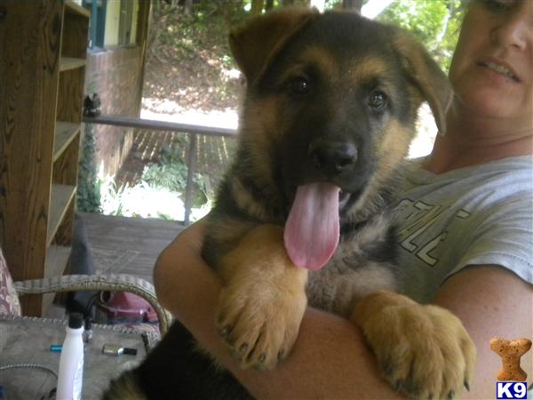 German Shepherd Puppies in NC
