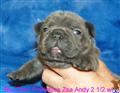 French Bulldog