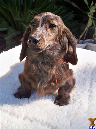 Dachshund Puppies for Sale