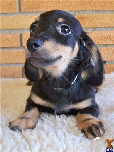 Dachshund Puppies for Sale