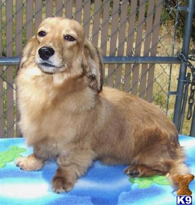 Dachshund Puppies for Sale