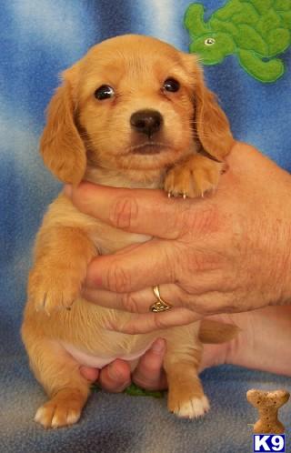 Dachshund Puppies for Sale