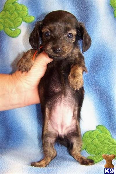 Dachshund Puppies for Sale