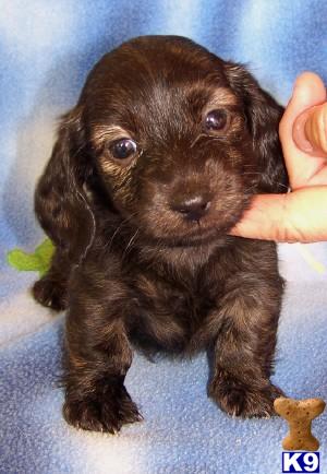 Dachshund Puppies for Sale