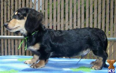 Dachshund Puppies for Sale