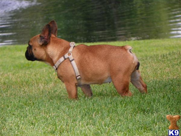 French Bulldog Puppies