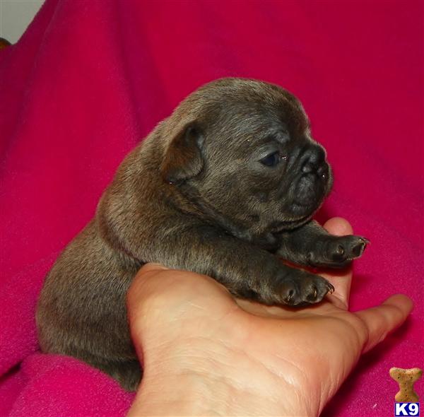 French Bulldog Puppies