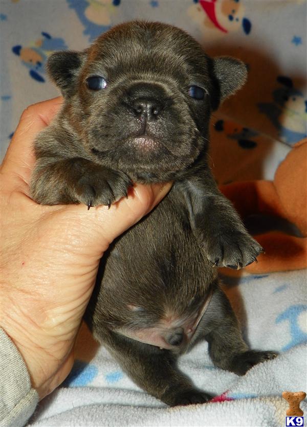 French Bulldog Puppies