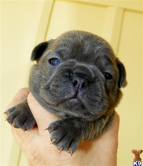 French Bulldog Puppies