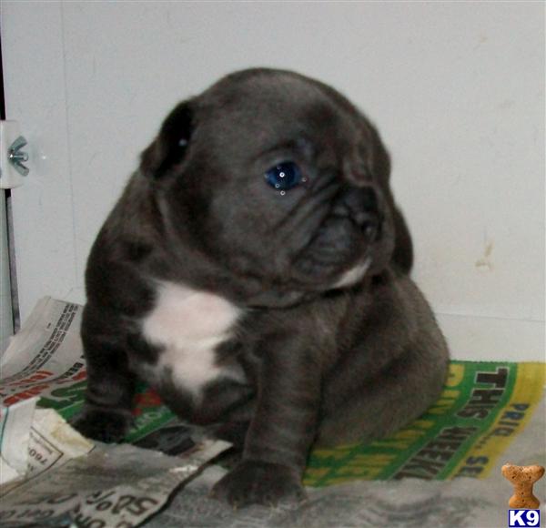 French Bulldog Puppies