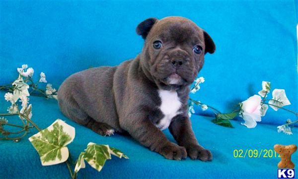 French Bulldog Puppies