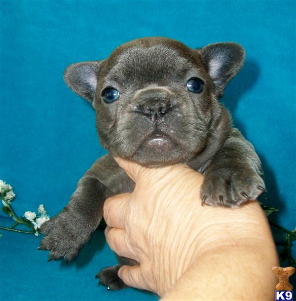 French Bulldog Puppies