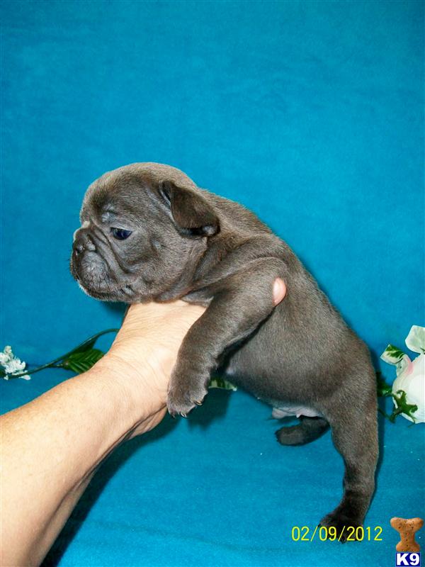 French Bulldog Puppies