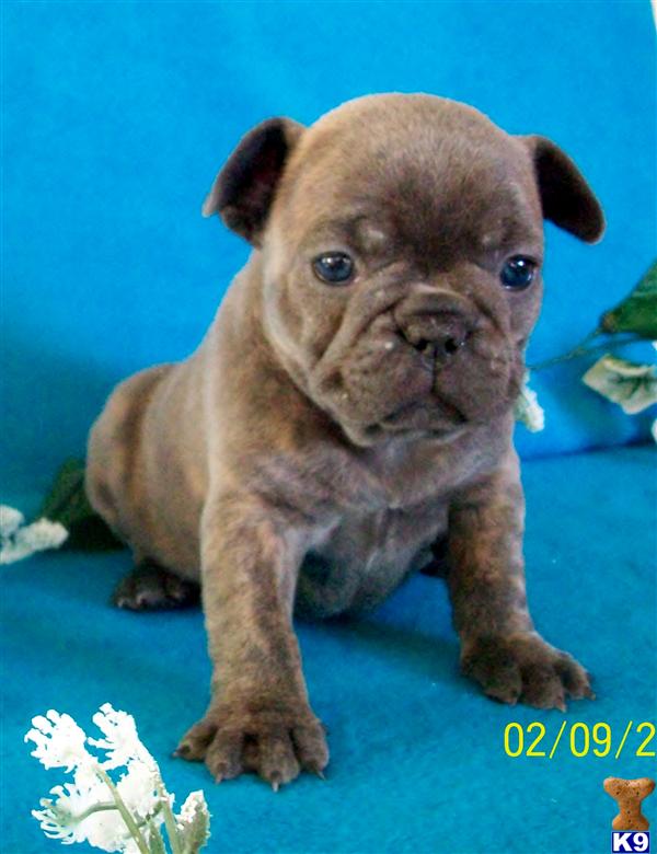 French Bulldog Puppies