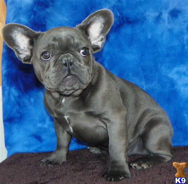 bulldog puppies for sale in ca bulldog mix puppies for sale california breeds picture bulldog puppies for sale in ca bulldog mix puppies for sale california breeds picture