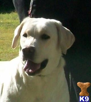 Dogs for Sale