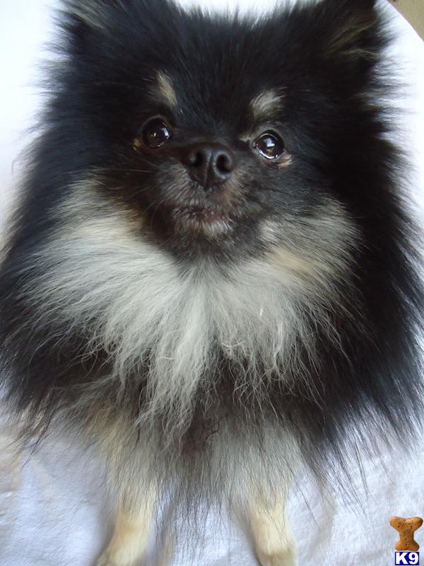 Stud Dogs - Pomeranian
