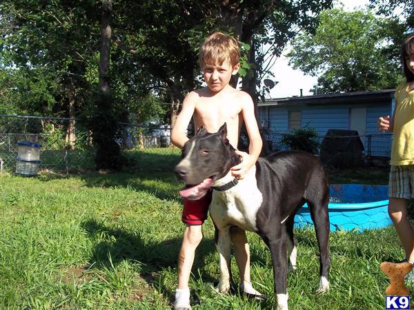 Dogs - Great Dane