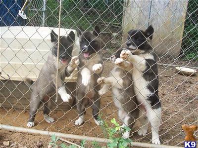 Akita Puppies for Sale