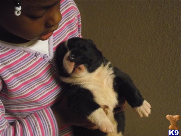 Akita Puppies in AL