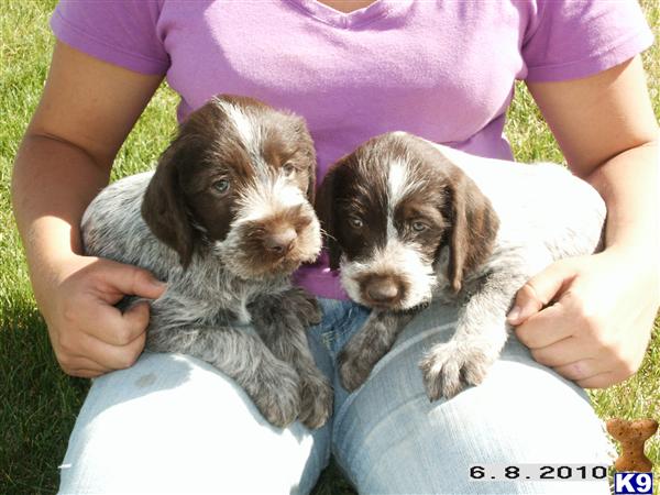 German Wirehaired Pointer Puppies