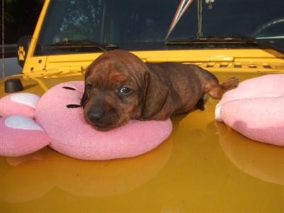 Dachshund Puppies in TX