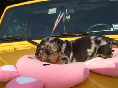 Dachshund Puppies in TX