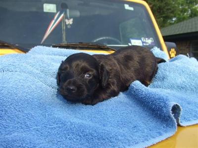 Dachshund Puppies in TX