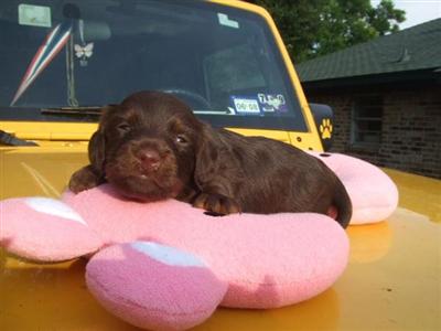 Dachshund Puppies in TX
