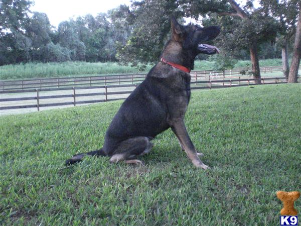 Dogs for Sale in TX
