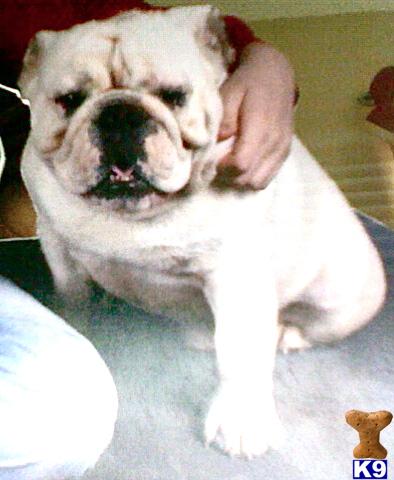 Stud Dogs - Bulldog