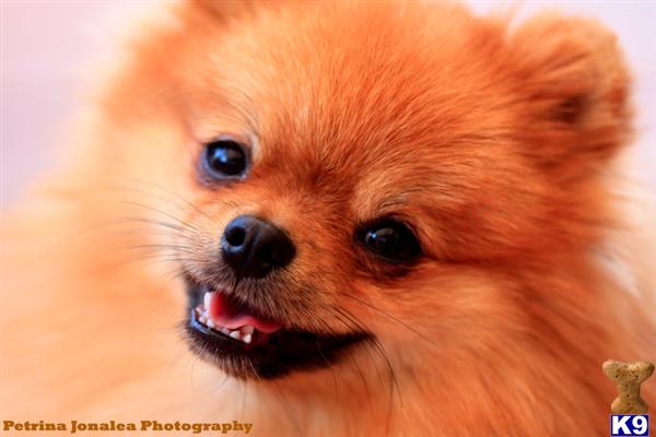 Stud Dogs - Pomeranian