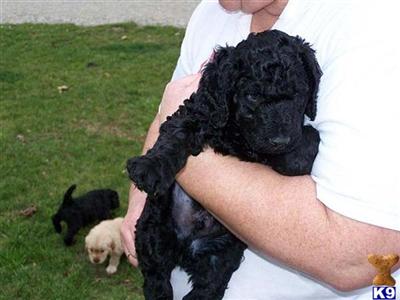 Puppies in WI