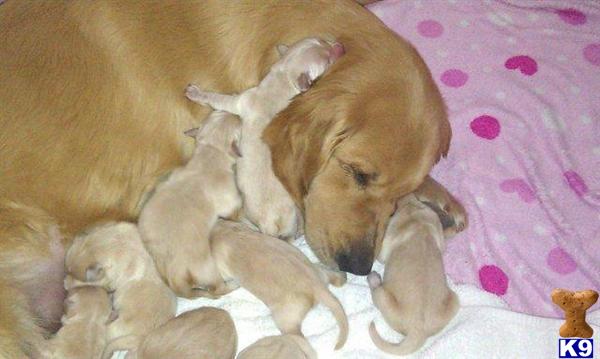 Golden Retriever Puppies in WI