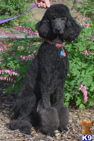 Dogs for Sale in WI