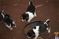 Treeing Walker Coonhound
