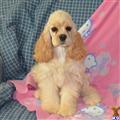 Cocker Spaniel