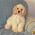 Cocker Spaniel