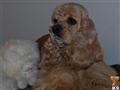 Cocker Spaniel