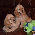 Cocker Spaniel