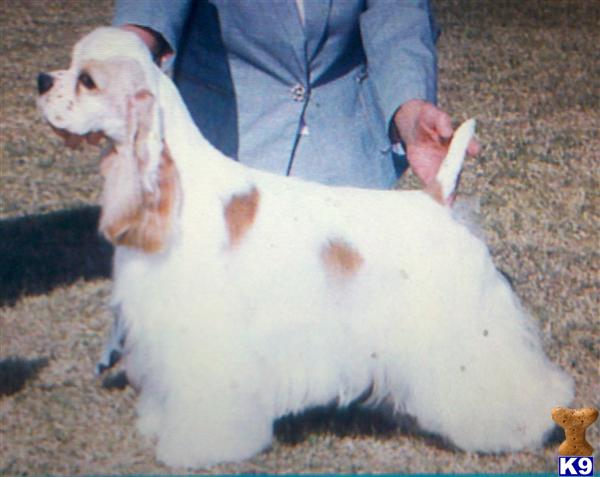 Stud Dogs - American Cocker Spaniel