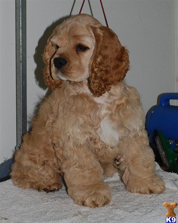Cocker Spaniel Puppies