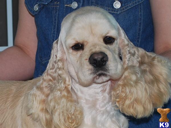 Stud Dogs - Cocker Spaniel