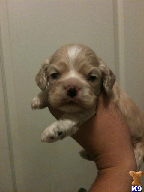 Dogs - Cocker Spaniel